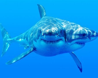 Найдены двухголовые акулы