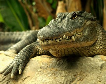 Крокодил заболел из-за мобильника посетительницы зоопарка