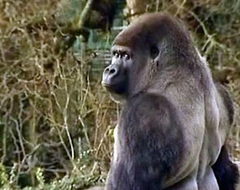 Прямоходящая горилла прославила английский зоопарк