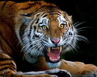 Малайзийка спасла мужа, избив разъяренного тигра половником