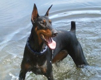 Дельфины спасли жизнь собаке