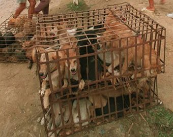 Китайские защитники животных спасли сотни собак от поедания