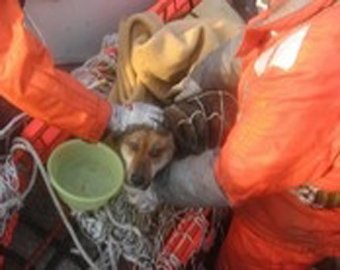 В Японии спасли собаку через три недели после землетрясения