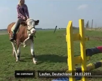 Школьница научила корову прыгать через барьеры