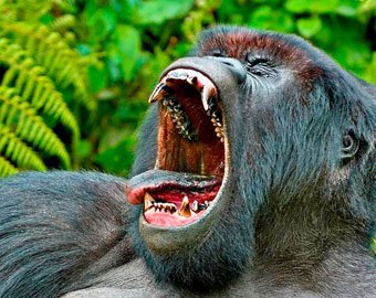 В национальном заповеднике горилла попыталась похитить человека