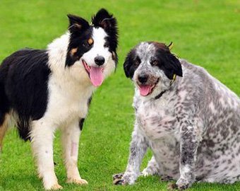 Самая толстая собака в мире весит 58 килограммов!