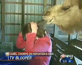 Верблюд попробовал на вкус прическу тележурналистки