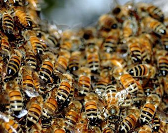 Работу филиппинского аэропорта нарушил пчелиный рой