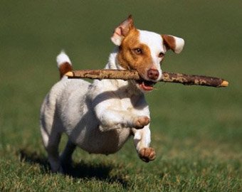 В Германии ввели "водительские права" на выгул собак