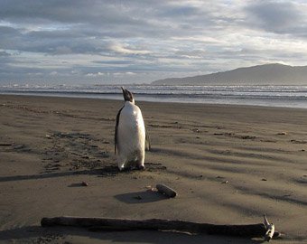 Пингвин сбился с курса и приплыл в Новую Зеландию