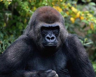 Пляски гориллы стали хитом интернета