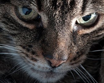 Суд запретил кошке «путаться» под ногами