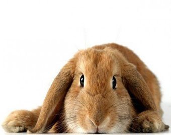 Старушка выращивала кроликов на наркотиках