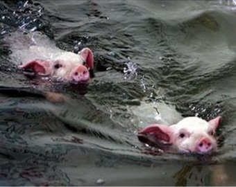 Свиньи проплыли полтора километра, чтобы вернуться домой