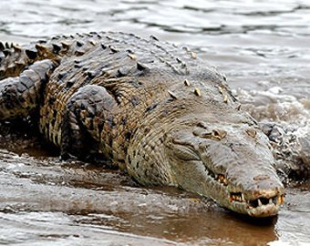 В сибирском озере поймали двухметрового крокодила