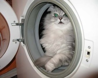 Котенок выжил после стирки в стиральной машине