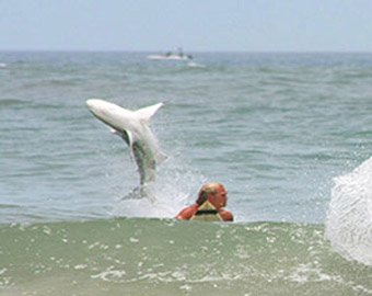 Акула, прыгающая через сёрфера, стала хитом на YouTube