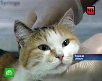 Кошка выжила после авиакатастрофы АН-2