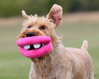 Новая игрушка для собак — плюшевые губы