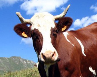 Испуганная корова повисла на дорожном ограждении