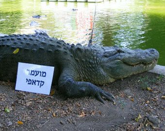 Крокодил Каддафи сменит имя