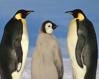 Пингвинам подарили друзей … из песка