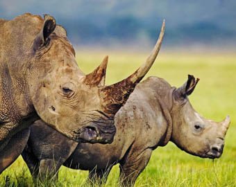 Непальцы нашли оригинальный способ отпугивания носорогов