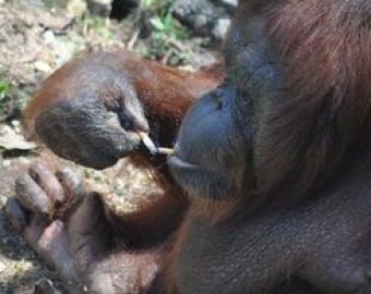 Самого знаменитого орангутанга-курильщика избавят от никотиновой зависимости