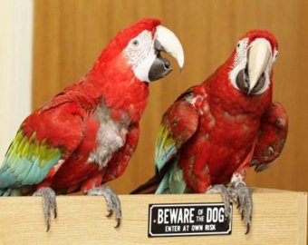 В Британии сторожевых собак заменила пара попугаев