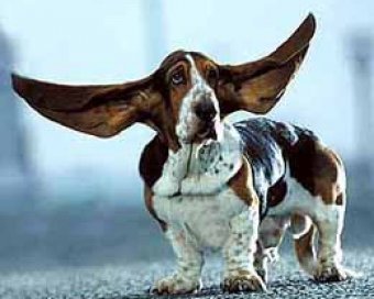 Собака с самыми длинными ушами в мире заплеталась в них при беге