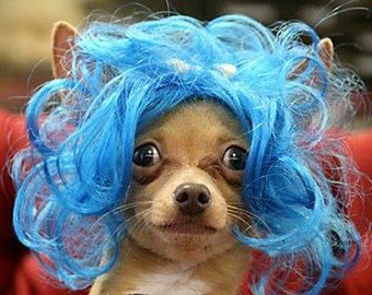 В США начали продавать парики для собак