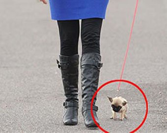 15-сантиметровый мопс — самая маленькая собака в мире