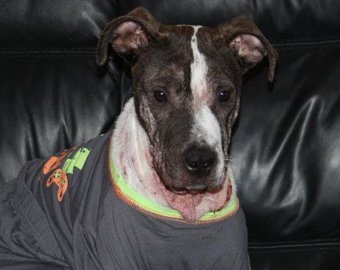 Волшебная пижамка спасла щенка от усыпления