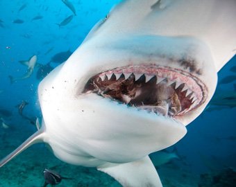 В Австралии появилось первое в мире гольф-поле с акулами