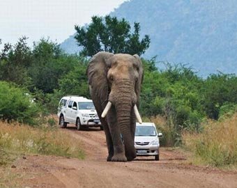 Уснув на дороге, слон образовал автомобильную пробку