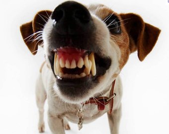 В США собакам запретили лаять дольше 10 минут