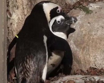 В канадском зоопарке пытаются разлучить пингвинов-геев