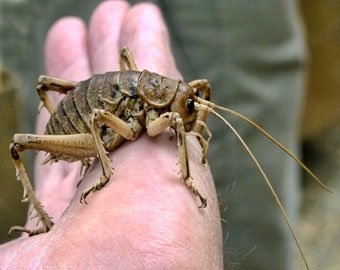 В Новой Зеландии живут самые крупные насекомые в мире