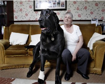 Самсон – самая большая собака в Великобритании