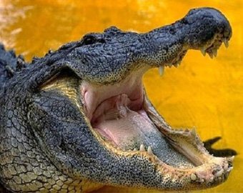 В Австралии крокодил отнял у работника зоопарка газонокосилку