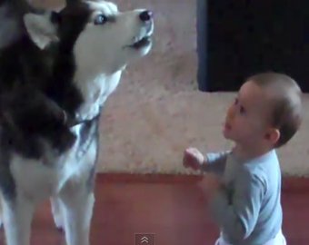 Дуэт собаки с младенцем стал хитом на Youtube
