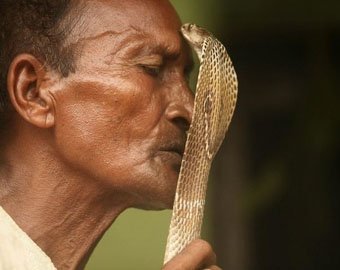 Индиец напустил на налоговиков ядовитых змей
