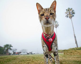 Cамый высокий домашний кот в мире прописаля в Калифорнии