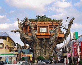 В Японии открылся ресторан на … дереве