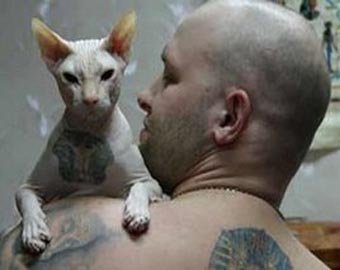 Мастер сделал татуировку коту-сфинксу