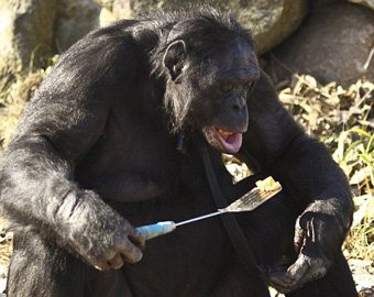 Шимпанзе научился разжигать огонь и готовить себе еду