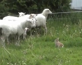 Кролик научился пасти овец и стал звездой интернета