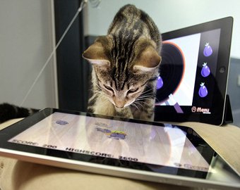 Энтузиасты создали iPad-приложение для кошек