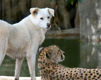 В зоопарке Сан-Диего подружились собака и гепард
 