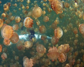 Дайверы полюбили озеро с медузами